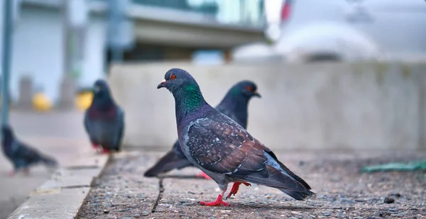 Palomas Callejeras Sobre Fondo Borroso Asfalto —  Fotos de Stock