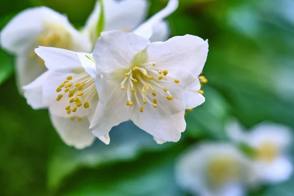 Beautiful White Flowers Blurred Background Stock Image