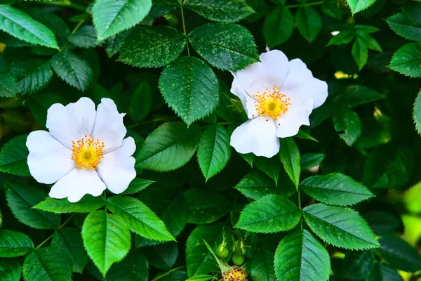 Bunga Putih Yang Indah Pada Cabang Hijau — Stok Foto