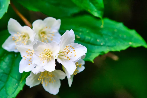 Beautiful White Flowers Green Branches — Stock Photo, Image