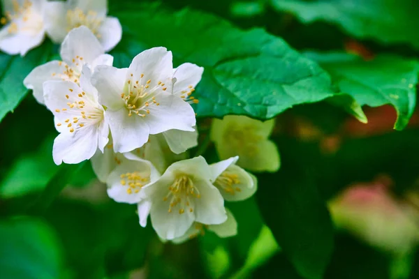 Beautiful White Flowers Green Branches — Stock Photo, Image