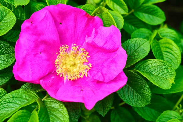 Schöne Hagebuttenblüte Farbe Natur — Stockfoto