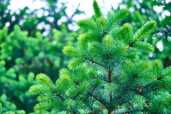 Bolyhos Fenyőág Háttér Szín Természet — Stock Fotó