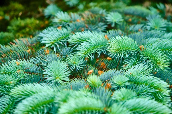Fluffy Fir Branch Background Color Nature — Stock Photo, Image