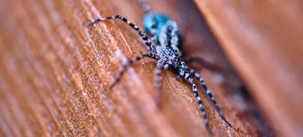 Aranha Lobo Fêmea Macro Perto — Fotografia de Stock