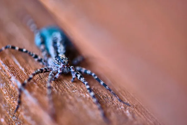 Aranha Lobo Fêmea Macro Perto — Fotografia de Stock