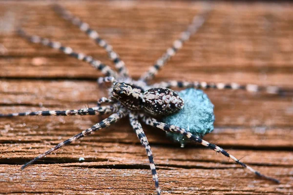 Μακροσκελής Θηλυκή Αράχνη Κλείσιμο — Φωτογραφία Αρχείου