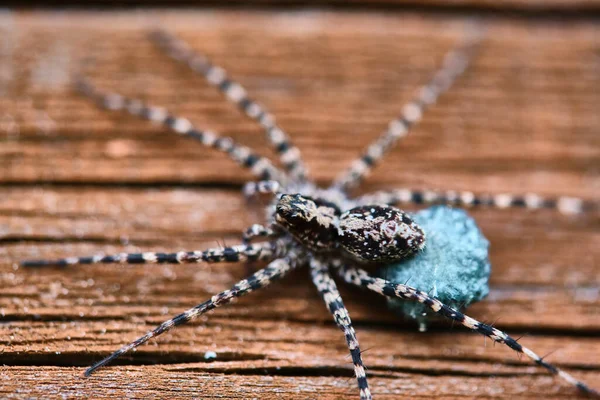 Makro Vlčí Pavouk Zavřít — Stock fotografie