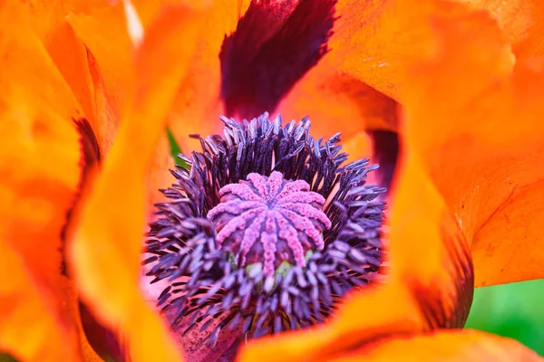 Macro Photo Poppy Flower Color — Stock Photo, Image