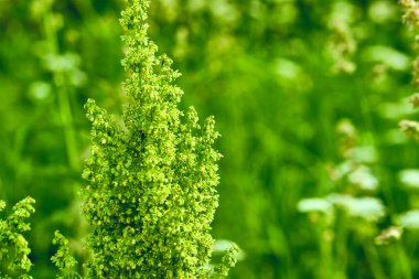 Güzel pofuduk yeşil çalı. Bulanık arkaplan.