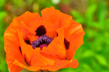 güzel gelincik çiçekleri genel plan