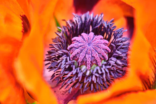 Macro Photo Poppy Flower Color — Stock Photo, Image