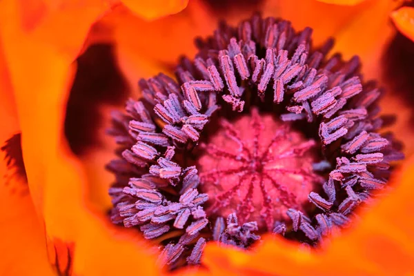 Μακροεντολή Φωτογραφία Του Λουλουδιού Παπαρούνας Χρώμα — Φωτογραφία Αρχείου