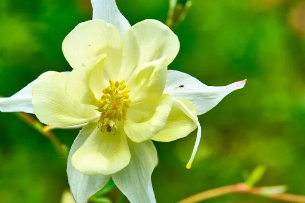Beautiful White Flower Close — Stock Photo, Image