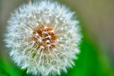 Kabarık beyaz karahindiba makro fotoğraf