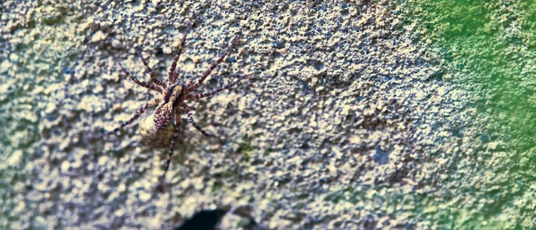 Aranha Lobo Fêmea Senta Concreto — Fotografia de Stock