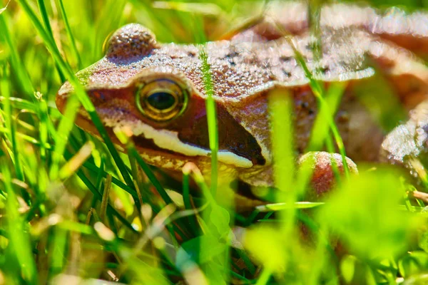 Žába Sedí Trávě Střední Plán — Stock fotografie