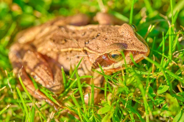 Béka Fűben Közepes Terv — Stock Fotó