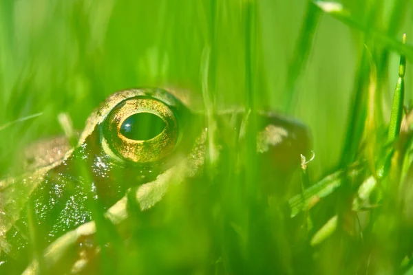 Frog Sits Grass Close — Stock Photo, Image