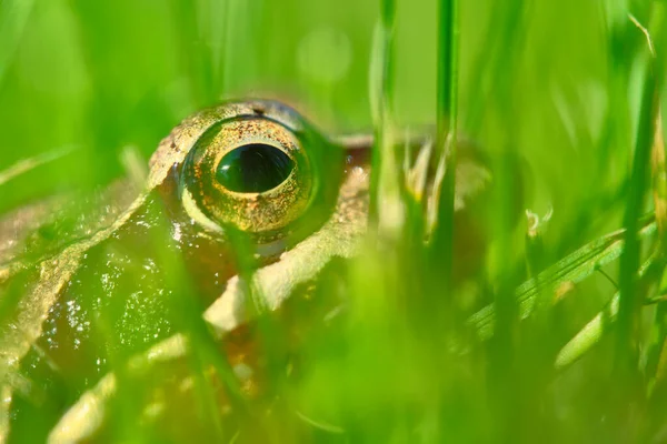 Żaba Siedzi Trawie Bliska — Zdjęcie stockowe