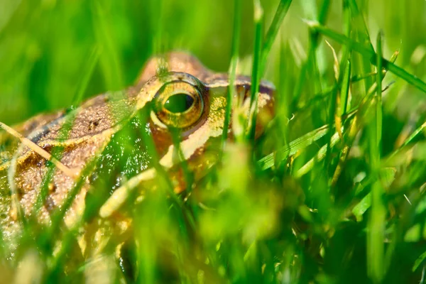 Grenouille Trouve Dans Herbe Près — Photo