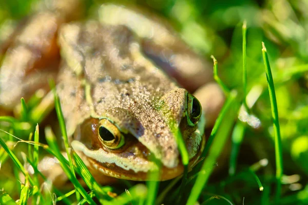 Grenouille Trouve Dans Herbe Près — Photo