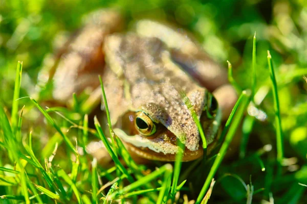 Grenouille Trouve Dans Herbe Près — Photo