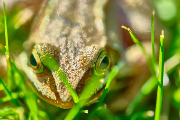 Žába Sedí Trávě Zblízka — Stock fotografie