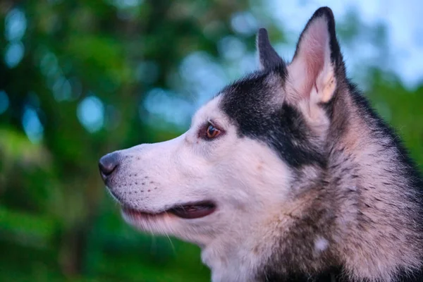 美しい犬ハスキーの肖像画 — ストック写真