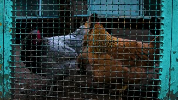 Tavuklar Parmaklıkların Arkasında Zavallı Tavuk Çiftliği Koşulları Hayvanları Kafese Kapatma — Stok video