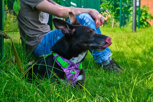 black dog sits near a man side plan