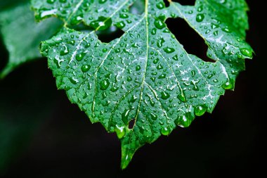 Yeşil sayfa renginde su damlasının makro fotoğrafı