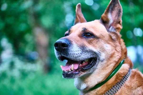 Portret Van Een Prachtige Hond Algemeen Plan — Stockfoto