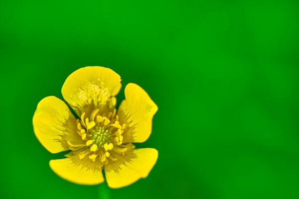 Makro Zdjęcie Żółtego Kwiatka Polnego — Zdjęcie stockowe