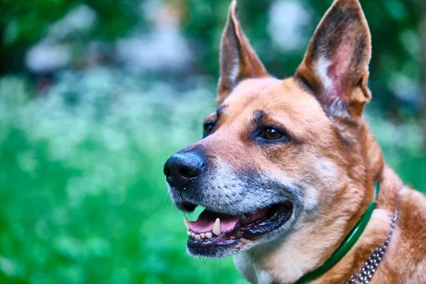 portrait of a beautiful dog. general plan.