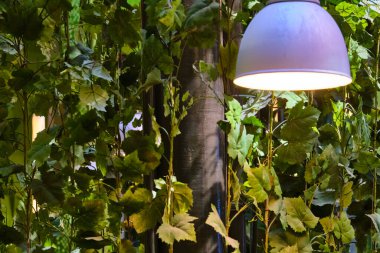 Modern bir ofiste yeşilliği olan açık alan.