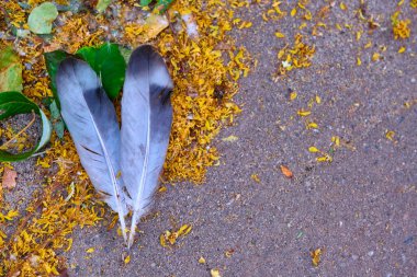 Kuşların tüyleri asfaltta yatıyor.