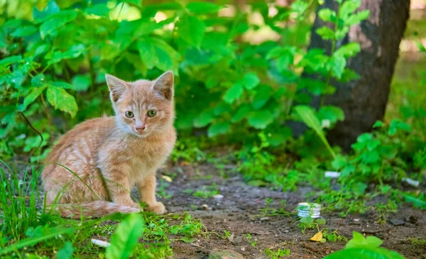 Evsiz kedi yavrusu çimenlerde oturur. genel plan.