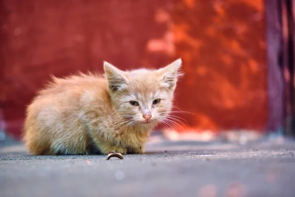 Chaton Sans Abri Assis Sur Trottoir Plan Général — Photo