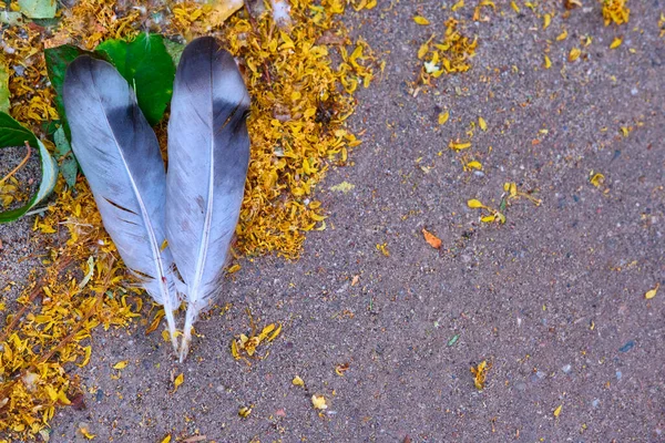 Пір Птахів Лежать Асфальті — стокове фото