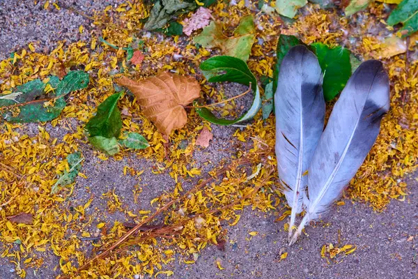 Plumas Aves Que Yacen Sobre Asfalto —  Fotos de Stock