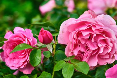 Güzel pembe çiçekler yakın plan. renk