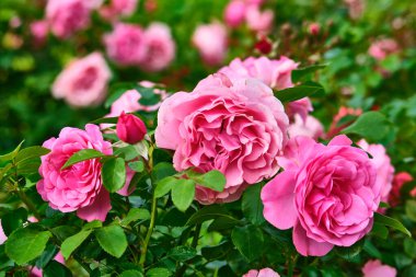 Güzel pembe çiçekler yakın plan. renk