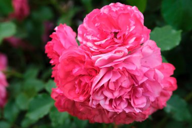 Leylak renginin narin çiçekleri yakın plan..