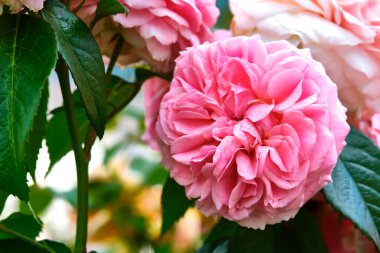 Güzel pembe çiçekler yakın plan. renk