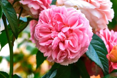 Güzel pembe çiçekler yakın plan. renk