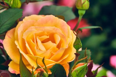 Hassas sarı çiçek yakın plan. renk