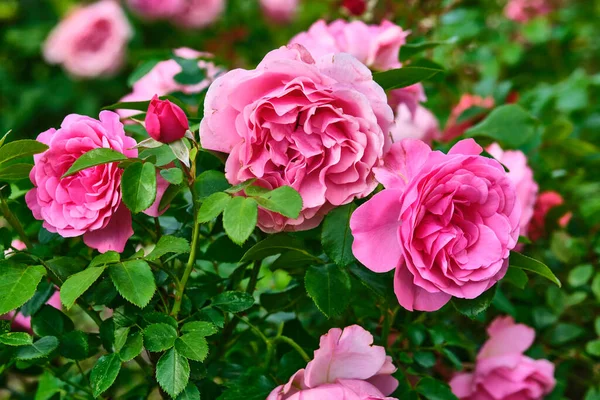 Hermosas Flores Color Rosa Cerca Color — Foto de Stock