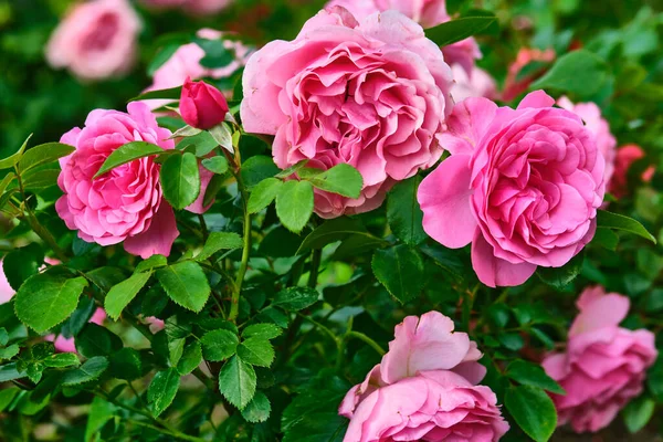 Vackra Rosa Blommor Närbild Färg — Stockfoto