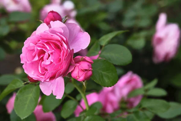 Hermosas Flores Color Rosa Cerca Color — Foto de Stock